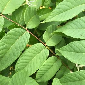 Photo of the plant species Black Walnut by @ManlyJellycup20 named Taylor Swift on Greg, the plant care app