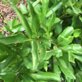 Photo of the plant species Chinese Peony by @ManlyJellycup20 named Curie on Greg, the plant care app