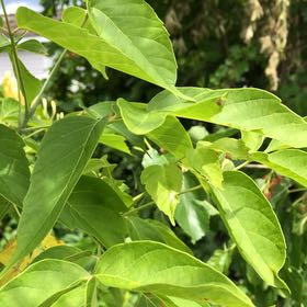 Photo of the plant species California Boxelder Maple by @ManlyJellycup20 named Girlfrond on Greg, the plant care app