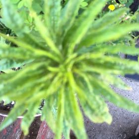 Photo of the plant species Field Horsetail by @ManlyJellycup20 named Diana on Greg, the plant care app
