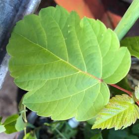 Photo of the plant species California Boxelder Maple by @ManlyJellycup20 named Darwin on Greg, the plant care app