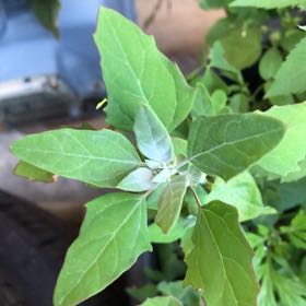 Photo of the plant species White Goosefoot by @ManlyJellycup20 named Doja Cat on Greg, the plant care app