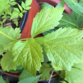Photo of the plant species Geum Urbanum by @ManlyJellycup20 named Keanu Leaves on Greg, the plant care app