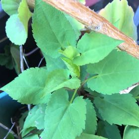 Photo of the plant species Hibiscus Moscheutos by @ManlyJellycup20 named Sproutacus on Greg, the plant care app