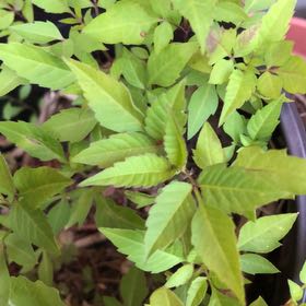 Photo of the plant species Devil's Beggartick by @ManlyJellycup20 named Winston on Greg, the plant care app