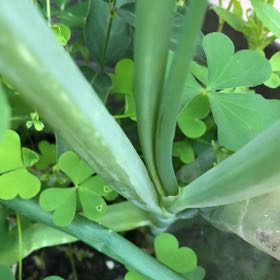 Photo of the plant species Checker Lily by @ManlyJellycup20 named Harper on Greg, the plant care app