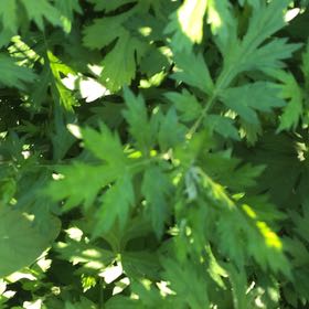 Photo of the plant species Mugwort by @ManlyJellycup20 named Kobe on Greg, the plant care app