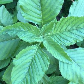 Photo of the plant species Careless Weed by @ManlyJellycup20 named Michelle Branch on Greg, the plant care app