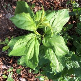 Photo of the plant species Common Buckthorn by @ManlyJellycup20 named Huckleberry Fern on Greg, the plant care app