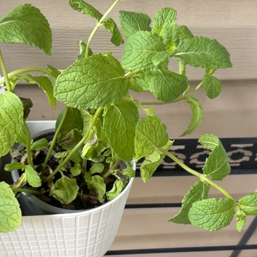 Photo of the plant species Mint by @AvidAsarina63 named Mint on Greg, the plant care app