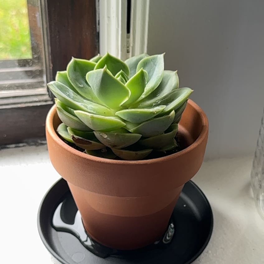 Photo of the plant species Echeveria 'Tigela' by @LuckyAster33 named Zucco on Greg, the plant care app