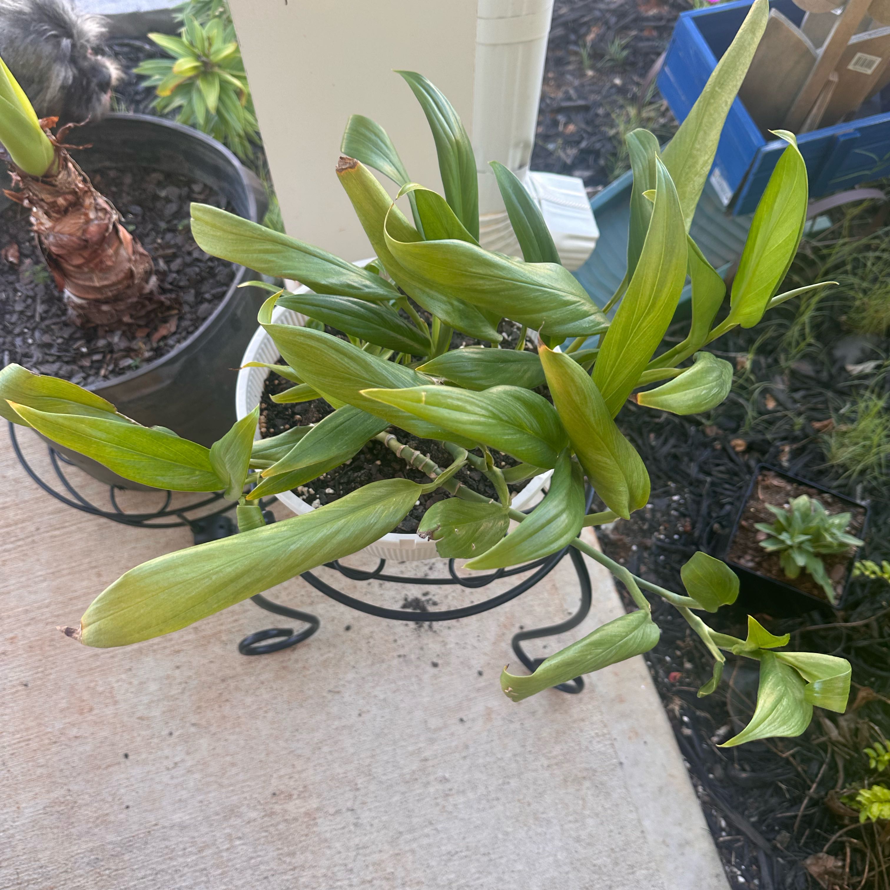 Photo of the plant species Flame Lily by @QuietRambutan56 named Ronaldo on Greg, the plant care app