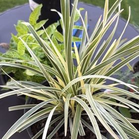 Photo of the plant species Big Blue Lilyturf by @NeatCamphor47 named Lola on Greg, the plant care app