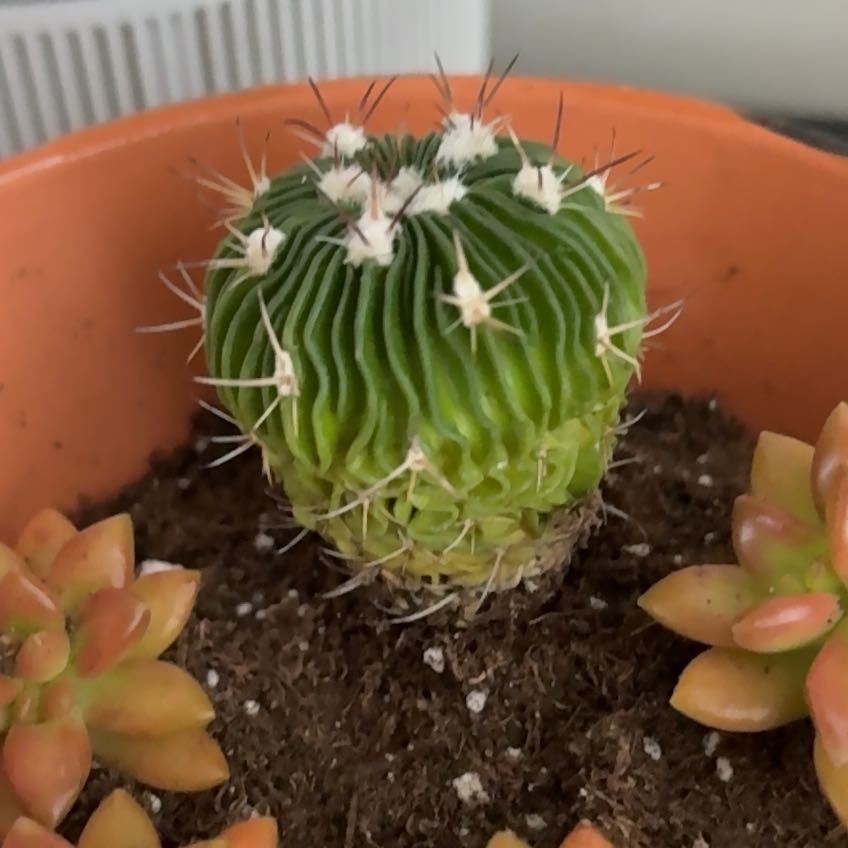 Photo of the plant species Brain Cactus by @PromptOnion61 named Steve on Greg, the plant care app