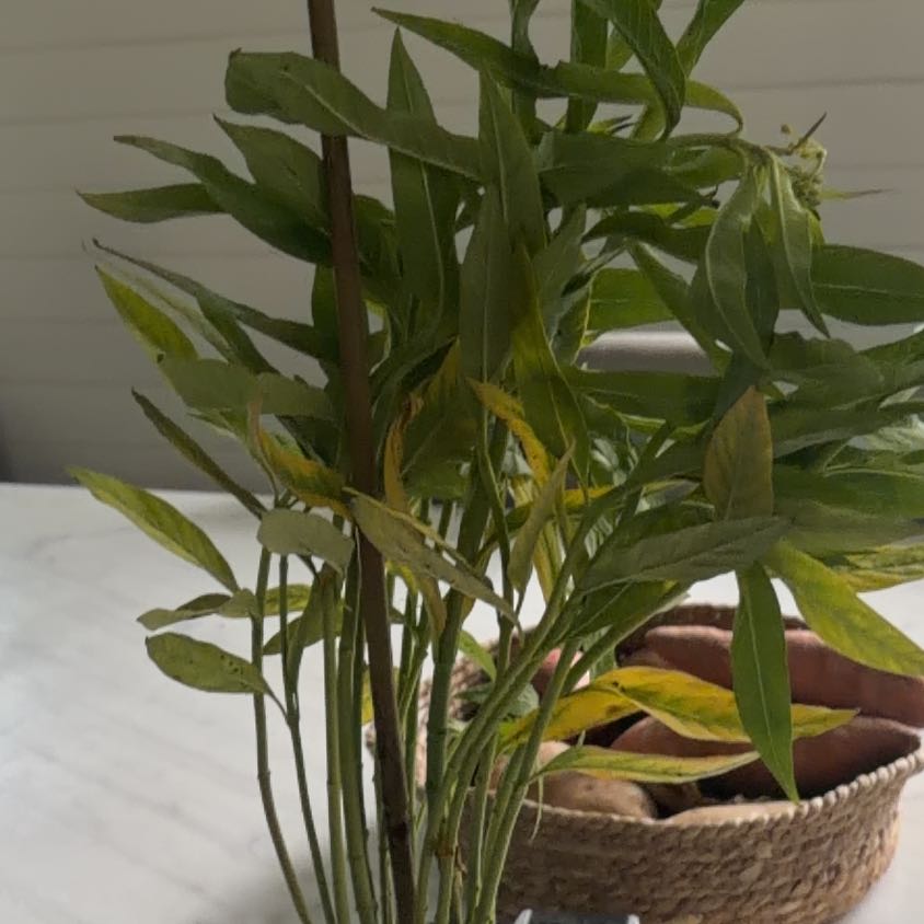 Photo of the plant species Scarlet Milkweed by @SportSuncup62 named Surya on Greg, the plant care app