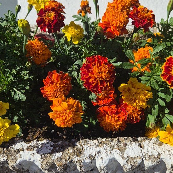 Photo of the plant species Marigold by @truloosh named Robert Plant on Greg, the plant care app