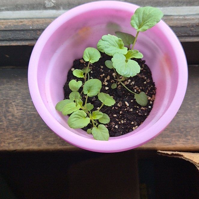 Photo of the plant species Wild Pansy by @truloosh named Winston on Greg, the plant care app
