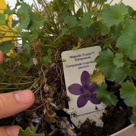 Photo of the plant species Peach-Leaf Bellflower by @FacileSedum47 named Tupot amaroot on Greg, the plant care app