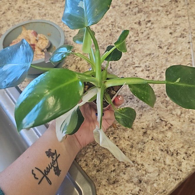 Photo of the plant species philodendron white princess by @AstuteRamsons37 named Bella on Greg, the plant care app