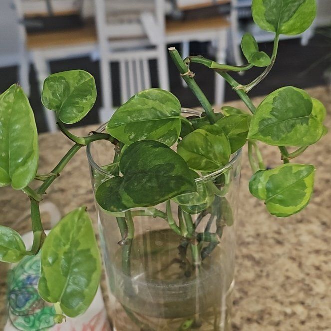 Photo of the plant species Lemon Meringue Pothos by @AstuteRamsons37 named Michelle Branch on Greg, the plant care app