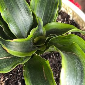 Photo of the plant species Dracena Tomado by @TraveledCacto3 named Figyonce on Greg, the plant care app