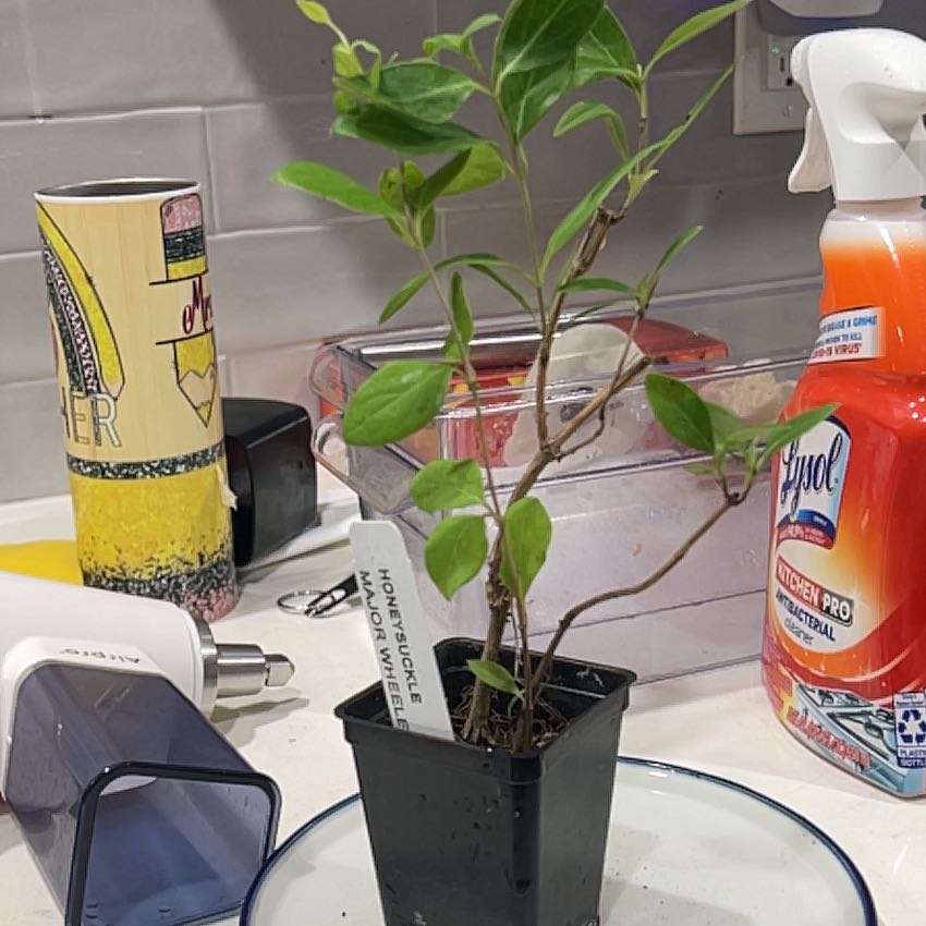 Photo of the plant species Major Wheeler Honeysuckle by @GratifiedChia named Figyonce on Greg, the plant care app