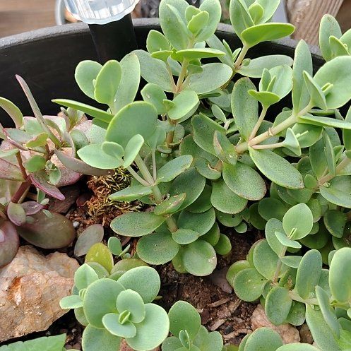 Photo of the plant species Fairy Crassula by @kristenlove02 named Hemingway on Greg, the plant care app