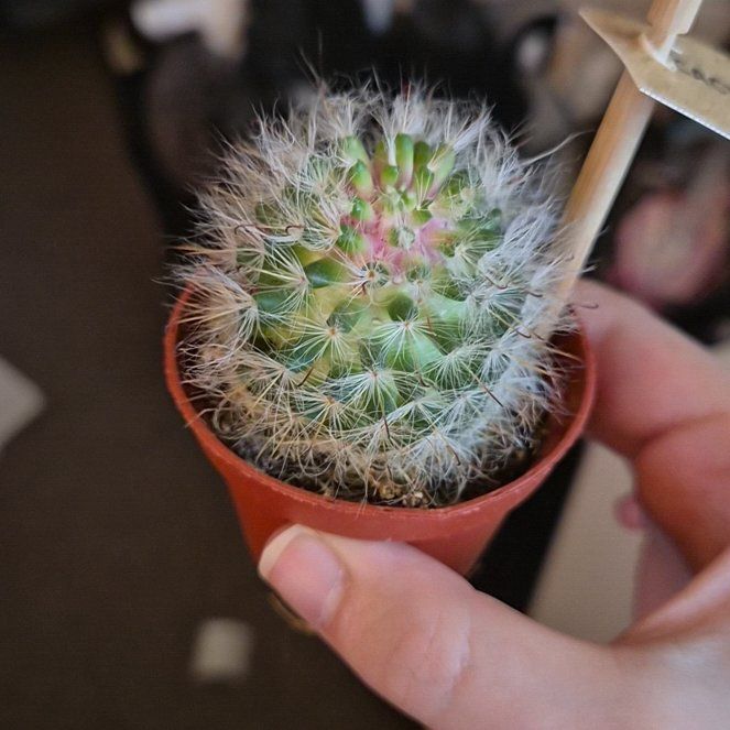 Photo of the plant species Pincushion Cactus by @YardMaitake31 named Fuzzball on Greg, the plant care app