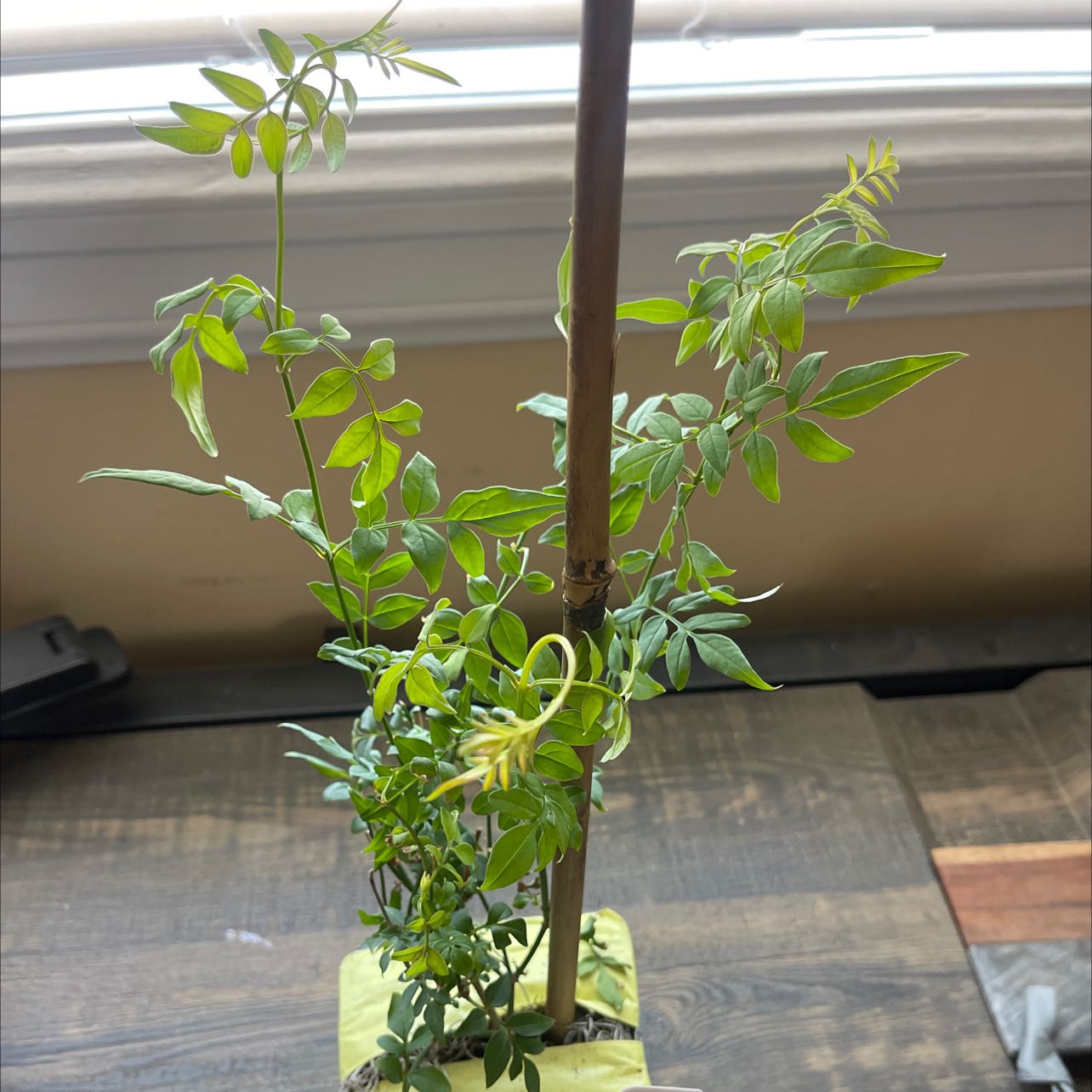 White Jasmine plant with green leaves and a support stick, appears healthy.