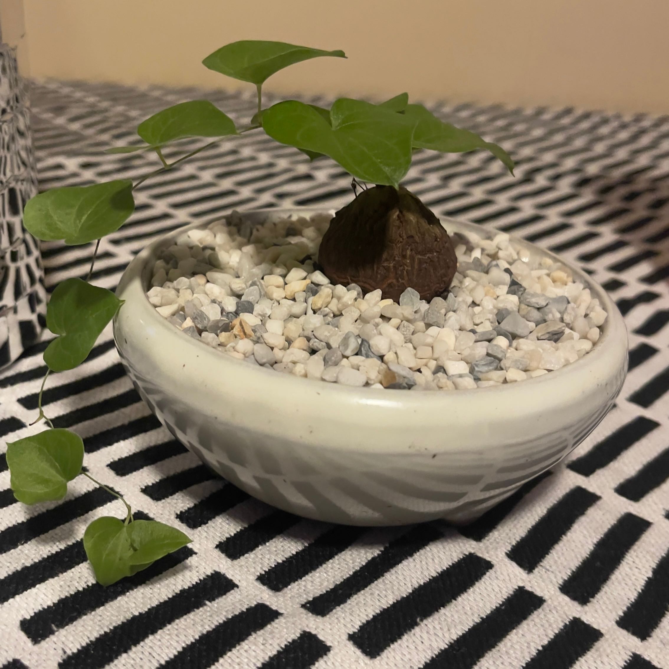 Hottentot Bread plant in a white pot with pebbles, green leaves, patterned cloth background.