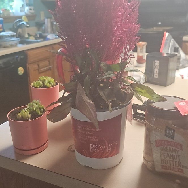 Photo of the plant species Dragons Breath by @UberRedbetel3 named Luna on Greg, the plant care app