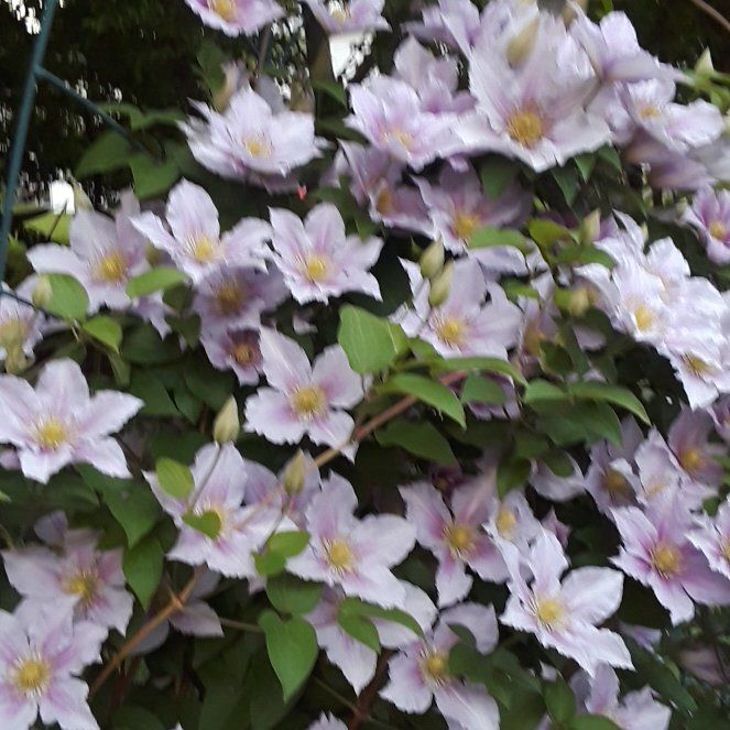 Photo of the plant species Italian Leather Flower by @YernBluegrama27 named Duke on Greg, the plant care app