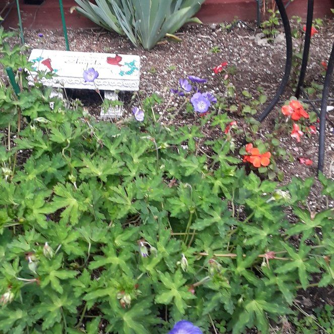 Photo of the plant species Wood Crane's-Bill by @YernBluegrama27 named Sol on Greg, the plant care app