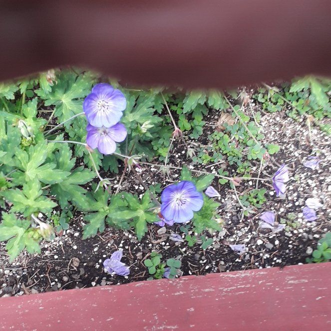 Photo of the plant species Spotted Geranium by @YernBluegrama27 named Achilles on Greg, the plant care app