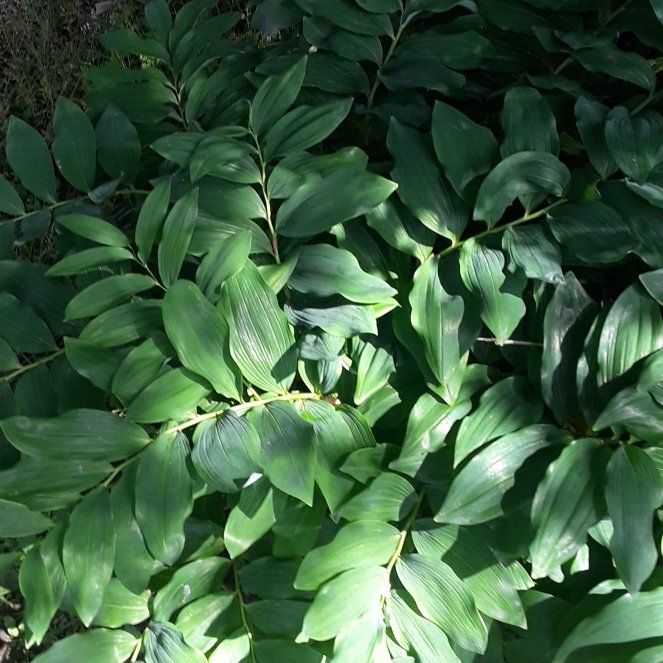 Photo of the plant species Common Solomon's Seal by @YernBluegrama27 named Keanu Leaves on Greg, the plant care app