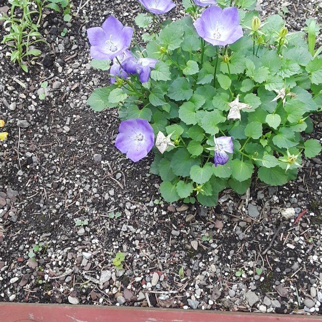 Photo of the plant species Aquilegia Vulgaris by @YernBluegrama27 named Dolores on Greg, the plant care app
