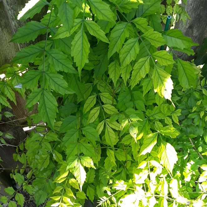 Photo of the plant species Hummingbird Vine by @YernBluegrama27 named Figyonce on Greg, the plant care app