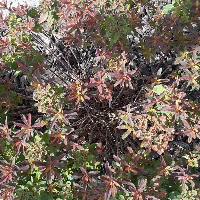 Photo of the plant species Japanese Andromeda by @YernBluegrama27 named Gregarious on Greg, the plant care app