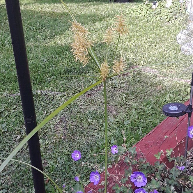 Photo of the plant species Earth Almond by @YernBluegrama27 named Taylor Swift on Greg, the plant care app