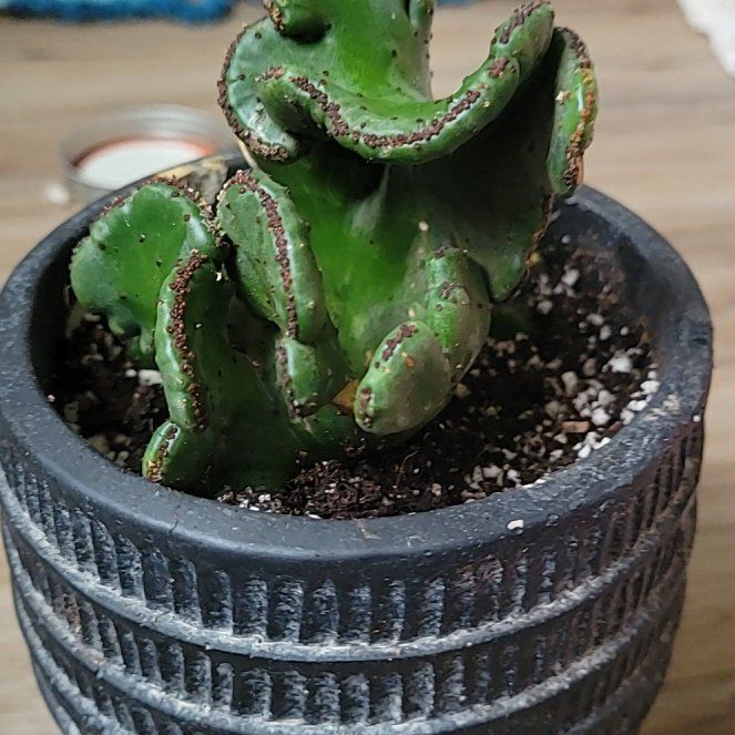 Photo of the plant species Crested Cat Tails Euphorbia by @QuietElkweed62 named Marilyn on Greg, the plant care app