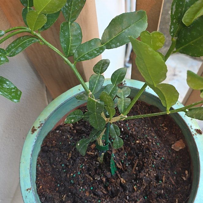 Photo of the plant species Lime Tree by @GroovyBetel75 named Peter Parker on Greg, the plant care app