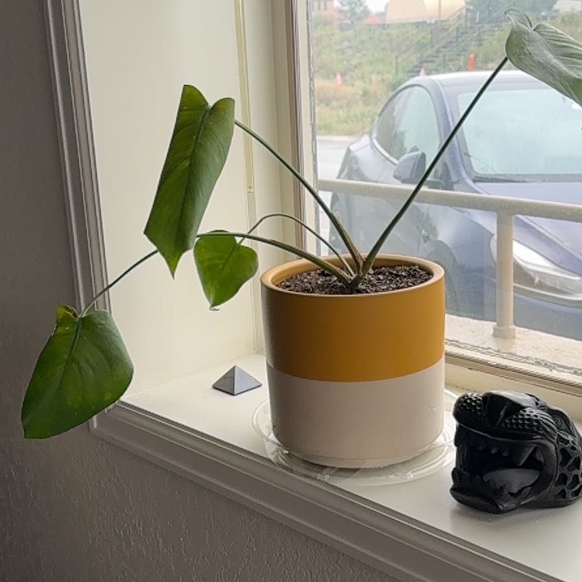 Photo of the plant species Dwarf Monstera Deliciosa by @SinewyPuriri34 named Anne on Greg, the plant care app