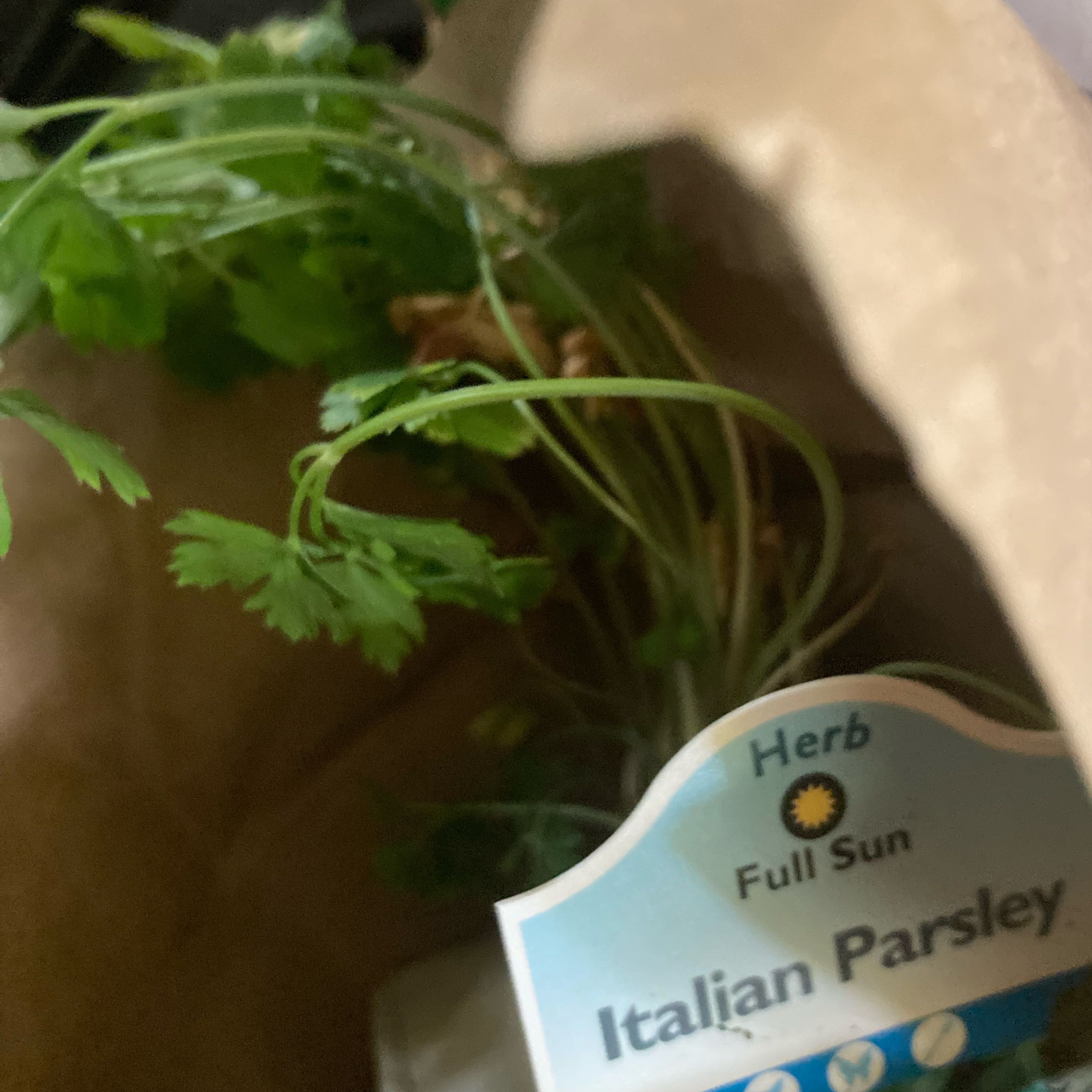 Photo of the plant species Jalapeño Pepper by @PreciousRosea92 named Dennis on Greg, the plant care app