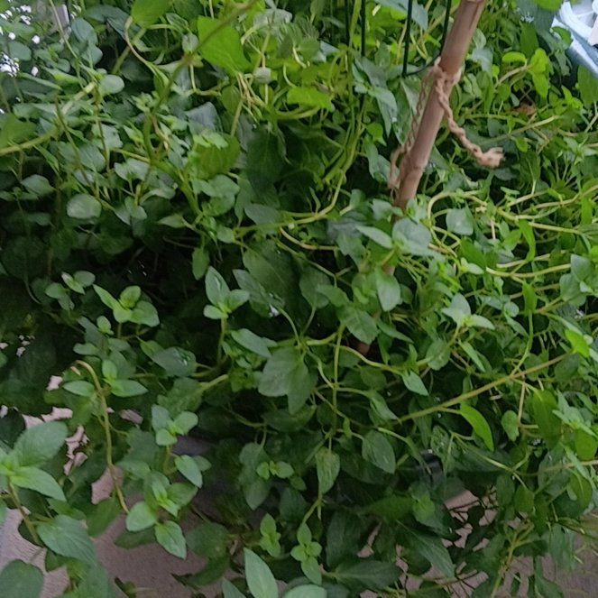 Photo of the plant species Mint by @LiterateGabisan named Momma Mint on Greg, the plant care app