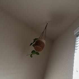 Photo of the plant species Sugar Apple by @SmartBlueelf12 named Osmo on Greg, the plant care app