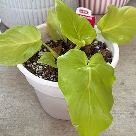 Photo of the plant species philodendron golden by @PrizeGabisan18 named Gaga on Greg, the plant care app