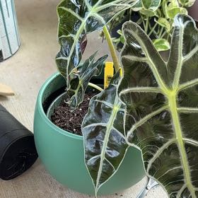 Photo of the plant species African Mask by @PrizeGabisan18 named Tree Diddy on Greg, the plant care app