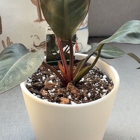 Photo of the plant species Philodendron 'Black Cardinal' by @PrizeGabisan18 named Bruce Lee on Greg, the plant care app