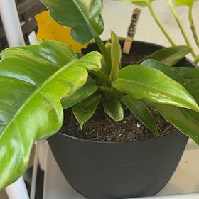 Photo of the plant species Philodendron Narrow Tiger Tooth by @PrizeGabisan18 named Mando on Greg, the plant care app