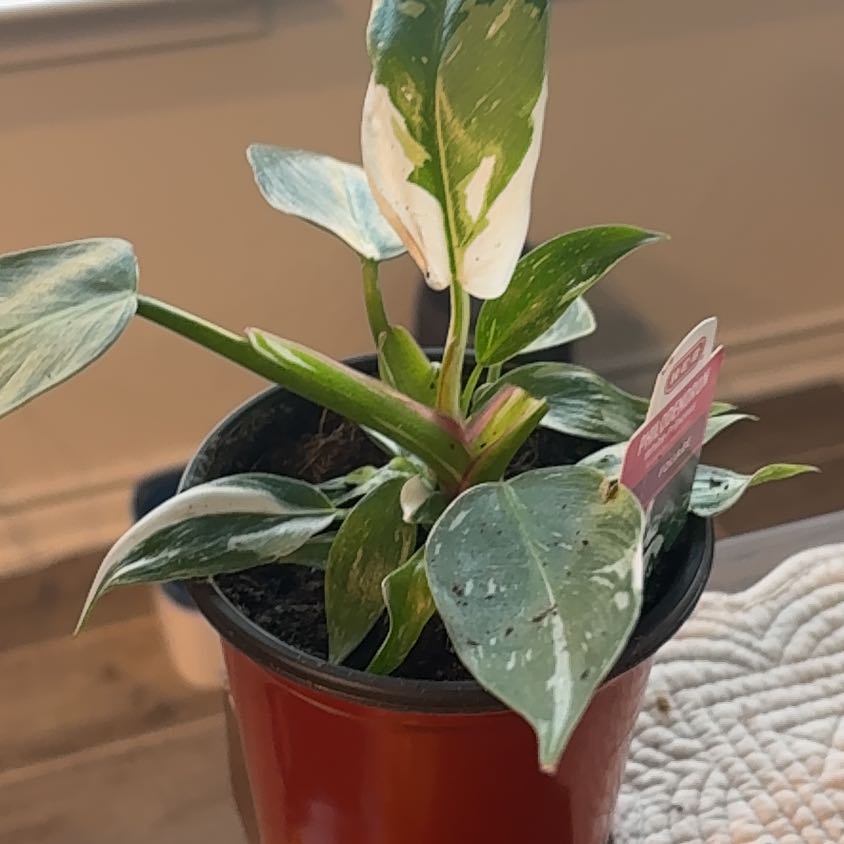 Photo of the plant species philodendron white princess by @PrizeGabisan18 named Marley on Greg, the plant care app